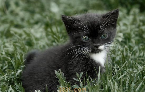 夏天可以给猫吃冰块吗 冰块的妙用不止一种(图2)