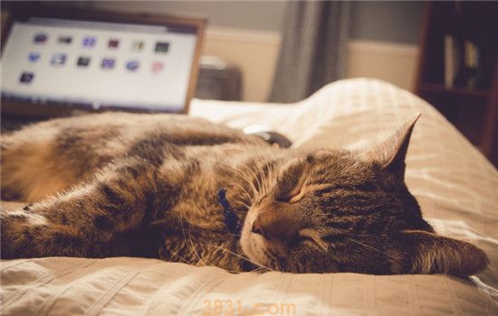 猫咪夏季食欲不振咋整 如何科学合理的饲养猫咪(图2)