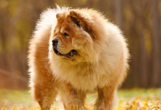 松狮犬会攻击主人吗(图1)