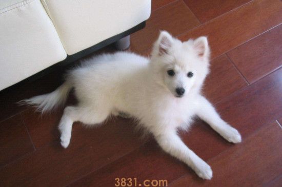 银狐犬为什么难认主 银狐犬不太好换主(图1)