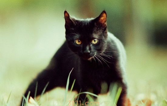 猫为什么爱舔自己的屁股 猫舔自己的屁股是有问题吗(图1)