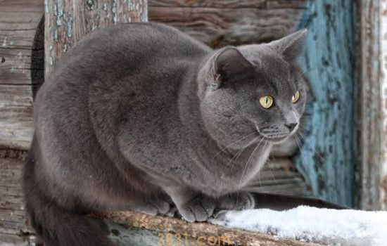 猫为什么爱舔自己的屁股 猫舔自己的屁股是有问题吗(图2)