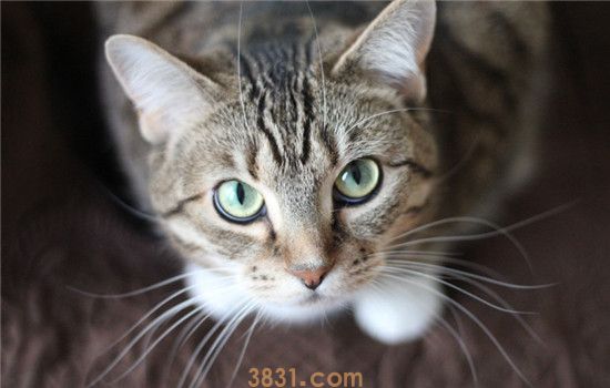 如何防止猫咪软便 这四点做好就可以了(图1)