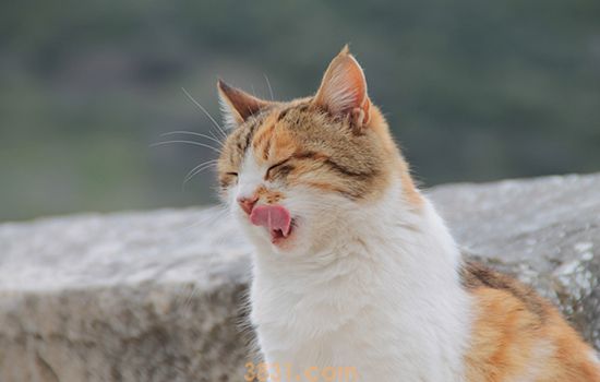 猫的尖牙断了 还会不会长出来(图1)