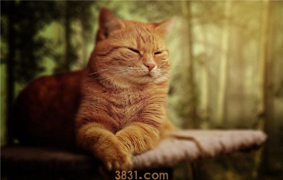 喂猫吃避孕药能避免发情吗 给猫吃避孕药的危害非常大(图1)