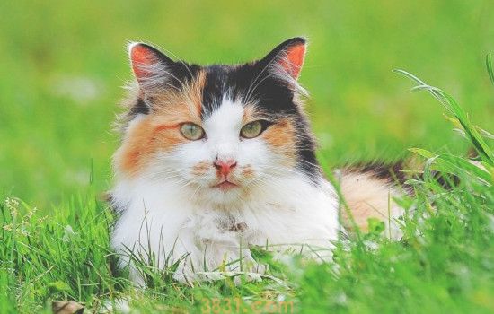 猫为什么喜欢洗脸 猫咪爱洗脸是为了逃避危险(图1)