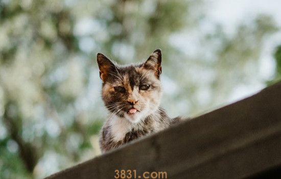 猫为什么埋自己的屎 是因为便便太臭了吗(图2)