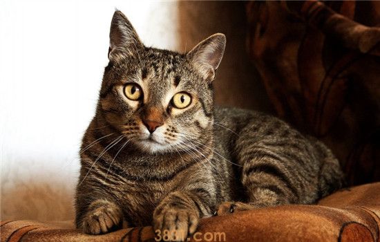 猫为什么埋自己的屎 是因为便便太臭了吗(图1)