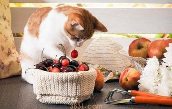 猫太胖了怎么减肥 减肥不是绝食(图1)