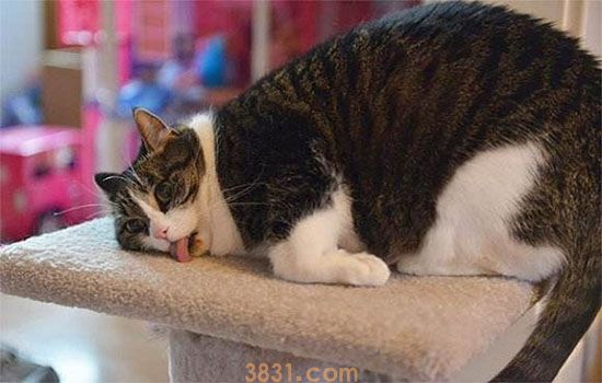 猫太胖了怎么减肥 减肥不是绝食(图2)