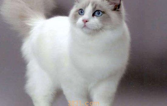 怎么避免猫应激反应 预防猫咪应激反应有方法(图2)