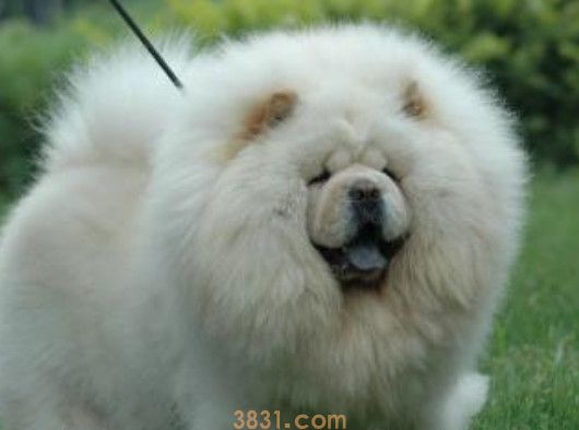 松狮犬为什么忠心(图1)