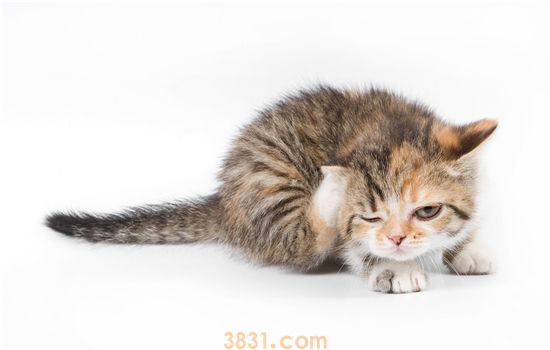 怎么避免猫应激反应 预防猫咪应激反应有方法(图1)