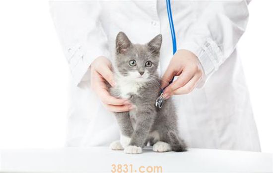 猫咪打了疫苗没有产生抗体 是疫苗失效了吗(图1)