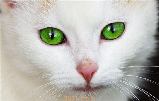 猫流眼泪是咋回事 猫咪流泪大多是眼部不适(图1)