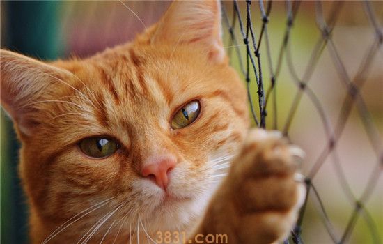 猫流眼泪是咋回事 猫咪流泪大多是眼部不适(图2)