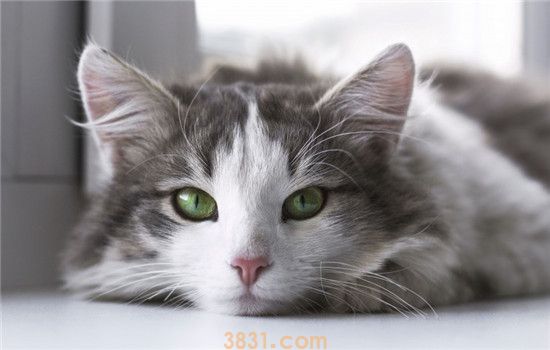 猫犯了错可以打它吗 绝对不能棍棒教育猫咪(图1)