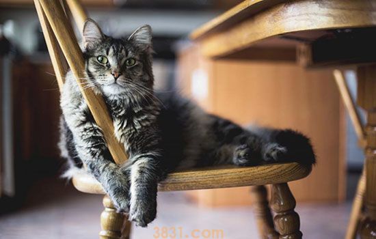 被猫抓出血了怎么办 要不要打狂犬疫苗(图2)