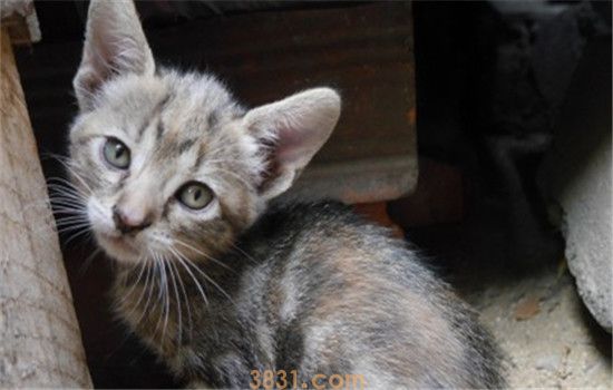 治疗猫藓容易吗 猫藓不容易被根治(图1)