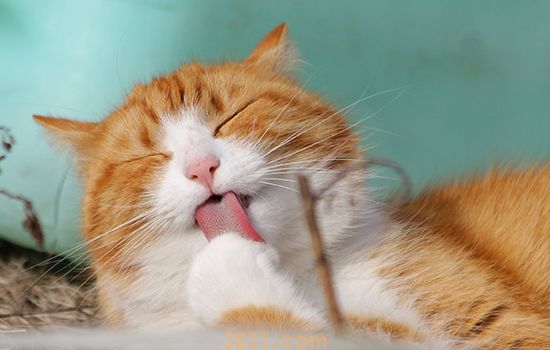 被猫抓伤了针眼大小出血 不管打不打针应立刻消毒伤口!(图1)