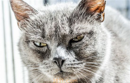什么发型最适合猫 给猫剃毛不能强求(图1)