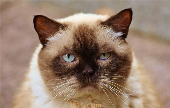 什么发型最适合猫 给猫剃毛不能强求(图2)