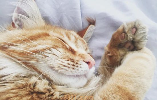 猫眼睛上面毛稀疏发红 可能是皮肤病!(图1)
