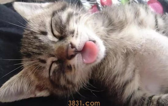 怎么知道猫咪是不是难产 猫产前应做哪些准备预防(图2)