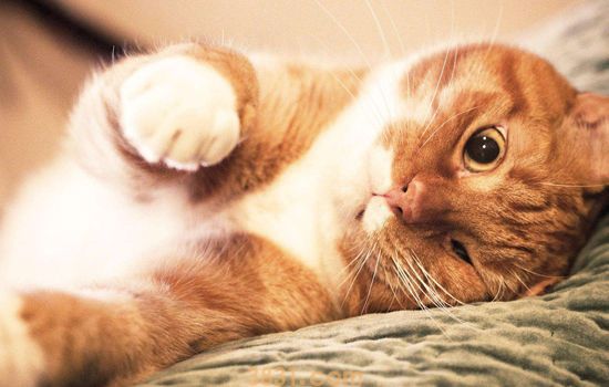 猫白色皮屑但没掉毛 如何去除猫身上的白色皮屑(图1)