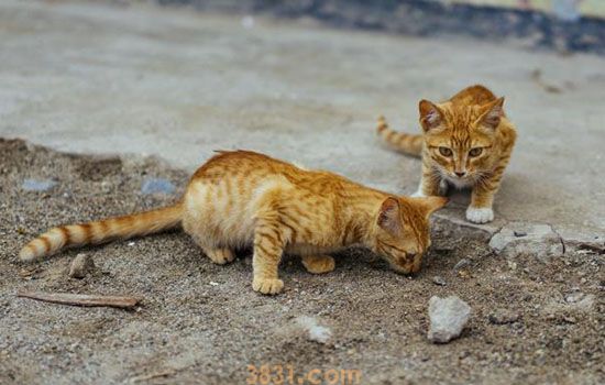 猫被抛弃会在原地吗 谁说猫咪冷血!(图1)