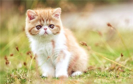 加菲猫流眼泪正常吗 加菲猫流眼泪是品种原因吗(图1)
