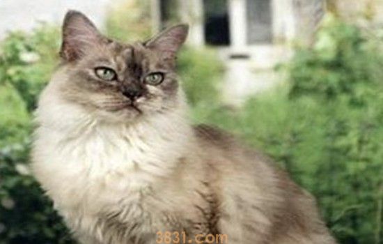怎么判断猫有蜱虫 蜱虫对猫咪的伤害是很大的!(图1)