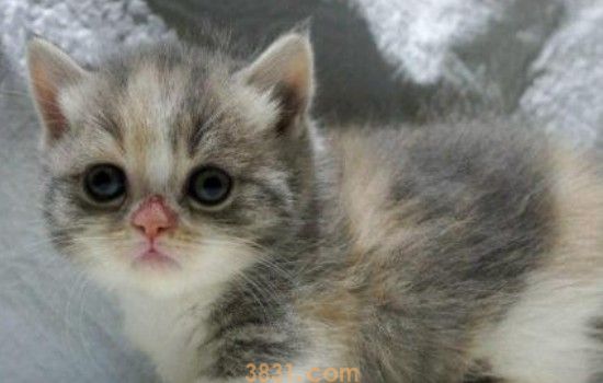 小猫快死的时候什么样 小猫都快死了你还没发现吗?(图2)