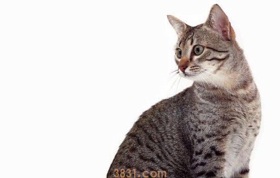 小猫流脓封眼 小猫的眼部清洁问题你真的要重视了!(图1)