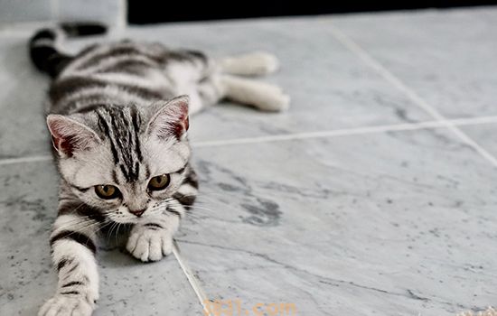 猫身上有黑色的颗粒 可能是跳蚤!(图1)