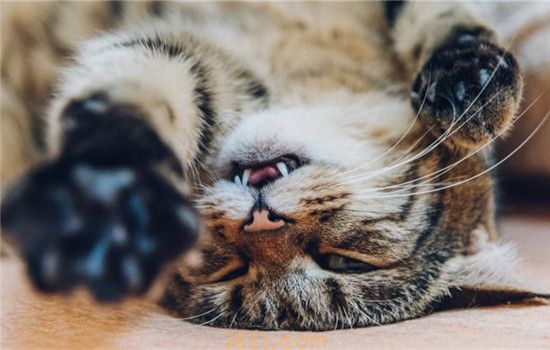 如何正确撸猫 猫咪的什么部位不能随便撸(图1)