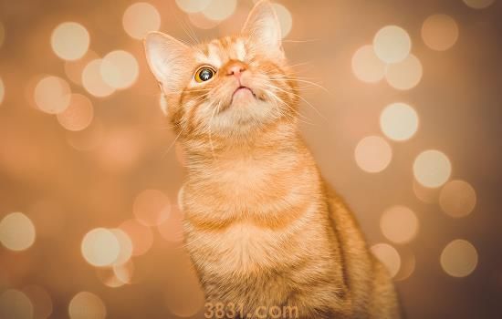 被出生一个月的猫抓伤 处理办法你要知道(图1)