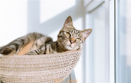 如何让猫认为你是主人 想被猫咪认可需要有耐心(图1)