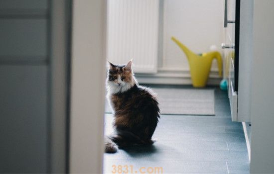如何让猫认为你是主人 想被猫咪认可需要有耐心(图2)