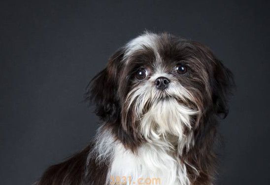 西施犬为什么叫西施犬(图1)