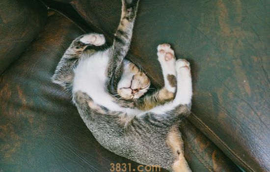 被猫抓出血要打蛋白吗? 什么情况下需要打免疫球蛋白?(图2)