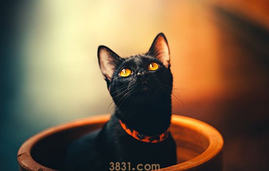 被猫抓出血要打疫苗吗? 并不是每只猫都会传染狂犬病!(图1)