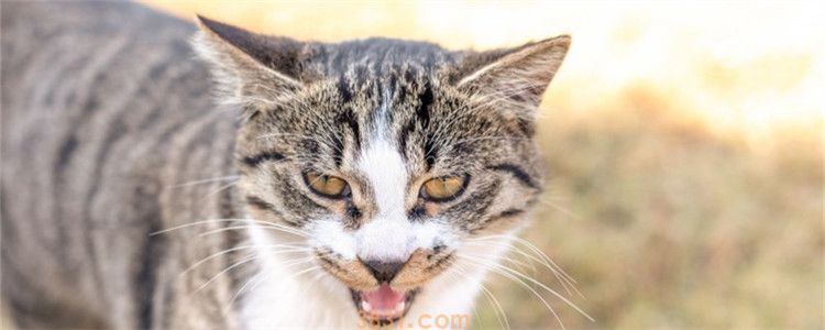 为什么不能喂流浪猫 请不要喂养流浪猫(图1)