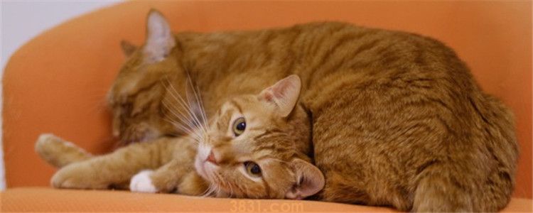 9个多月母猫适合怀孕吗 母猫最好性成熟后再怀孕(图1)