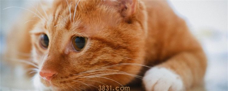 猫咪流口水,透明的不臭 是正常现象吗(图1)