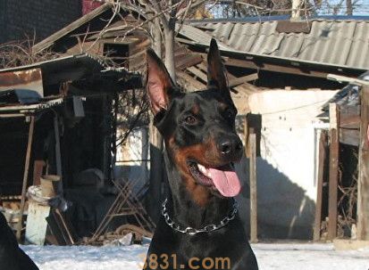 杜宾犬适合家养吗(图1)