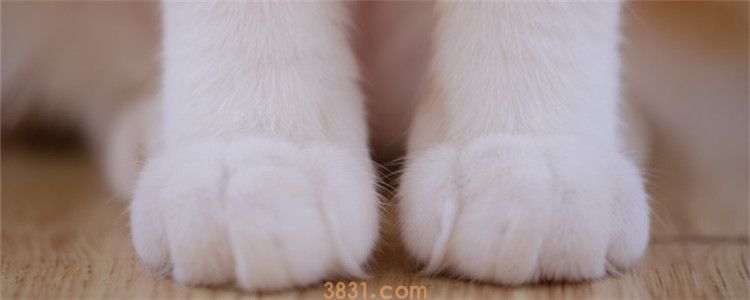 剪到猫咪血线怎么办 如何帮猫咪止血(图1)