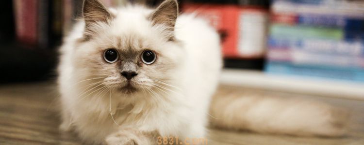 被猫咬破皮没出血要打针吗 央视官方教你如何判断!(图4)