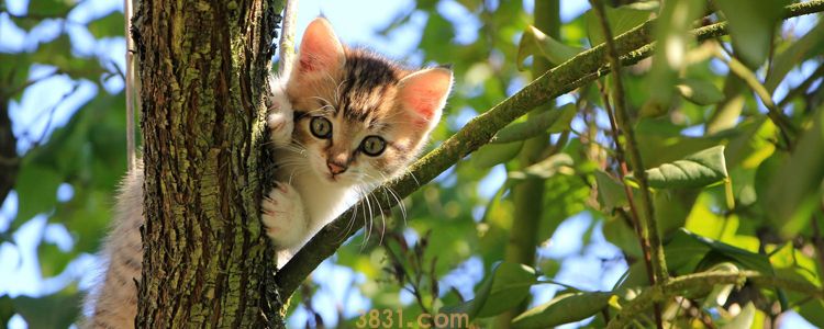 被没打疫苗的小猫咬了 要打狂犬疫苗吗(图4)