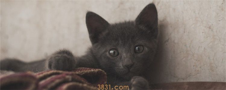养猫可以在家熏艾灸吗 熏艾灸猫会中毒吗(图1)